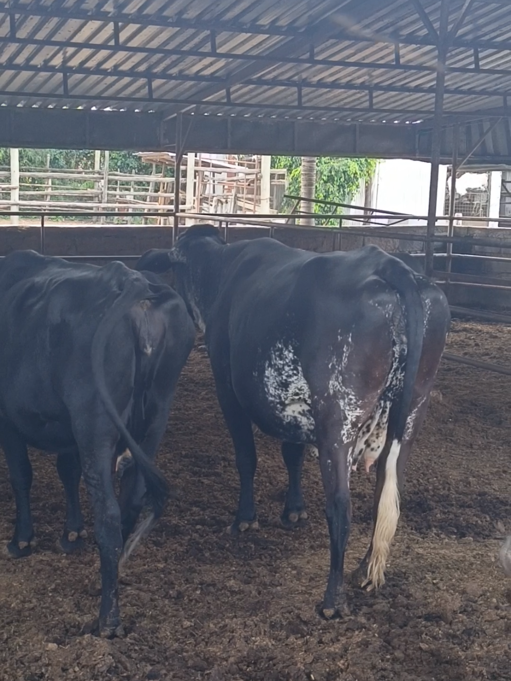 @Daily Dairy Farm Ke