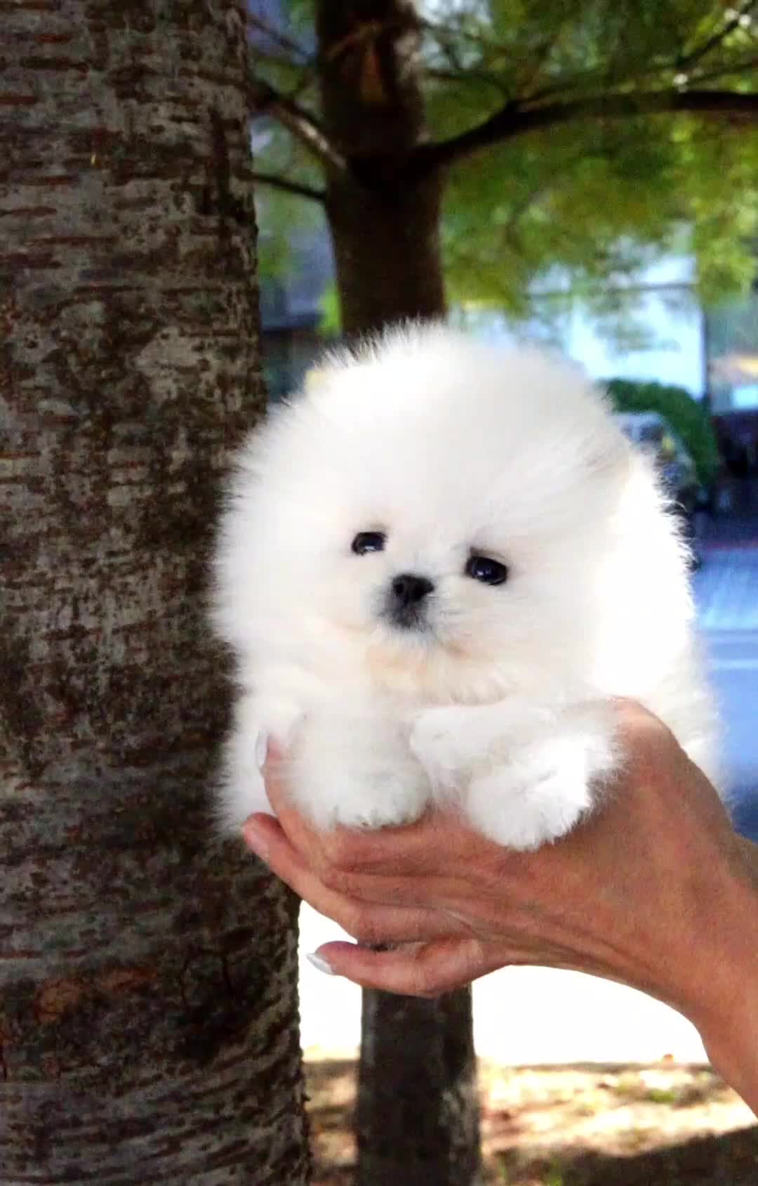 @Dogcastle_TH