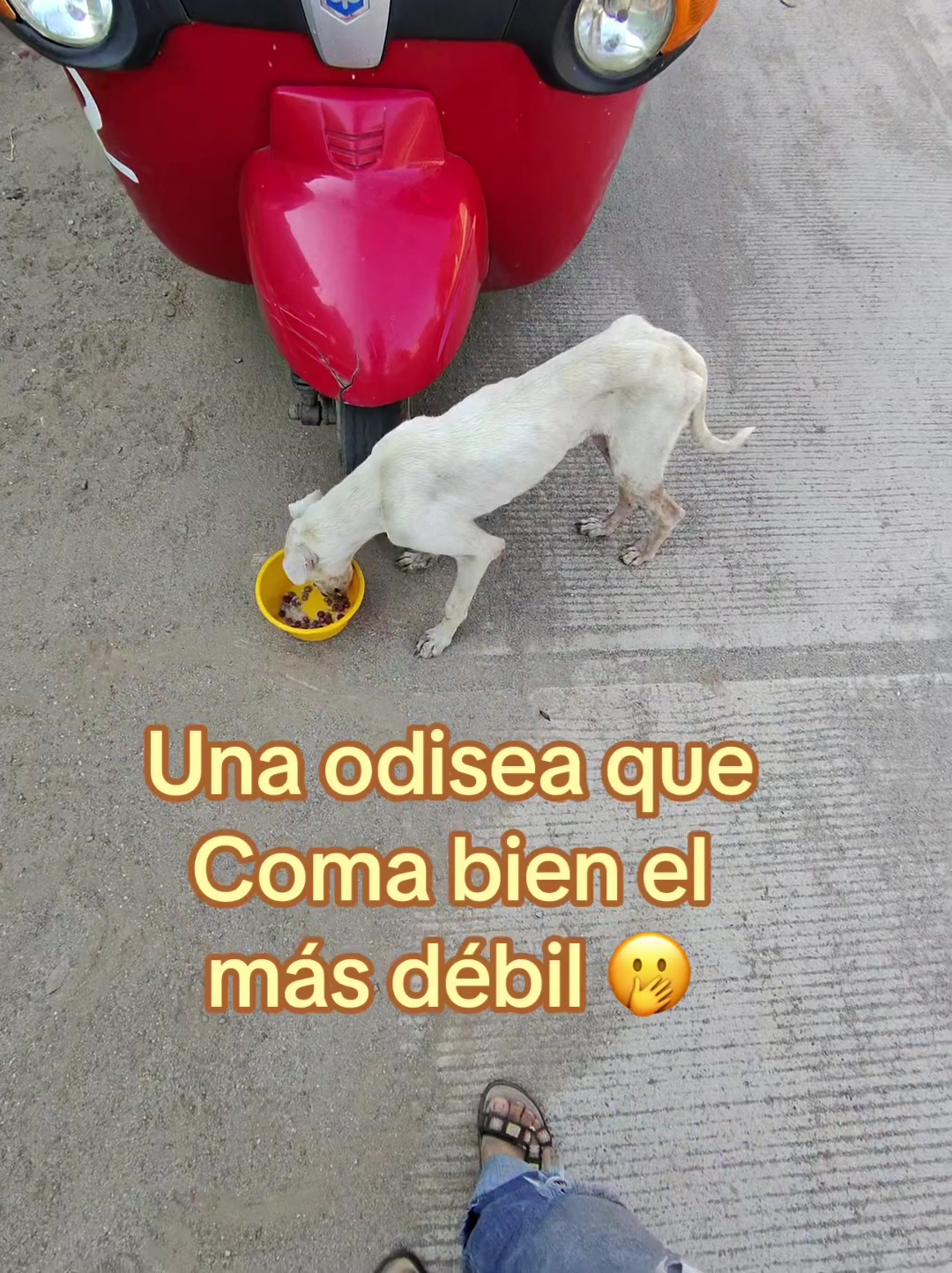 @Rescatando a los Peludos