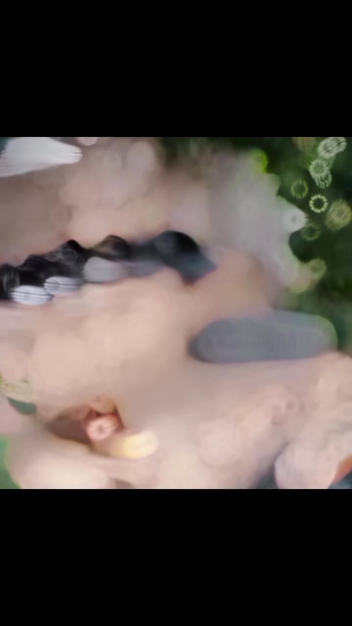 @ℍ𝕒𝕤𝕤𝕒𝕟 𝔸𝕝𝕚