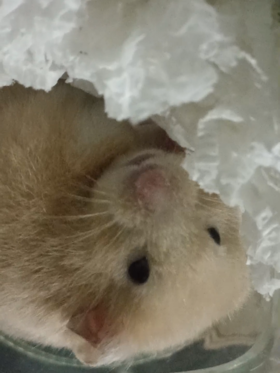 @Diariodeunhamster❤️🐹