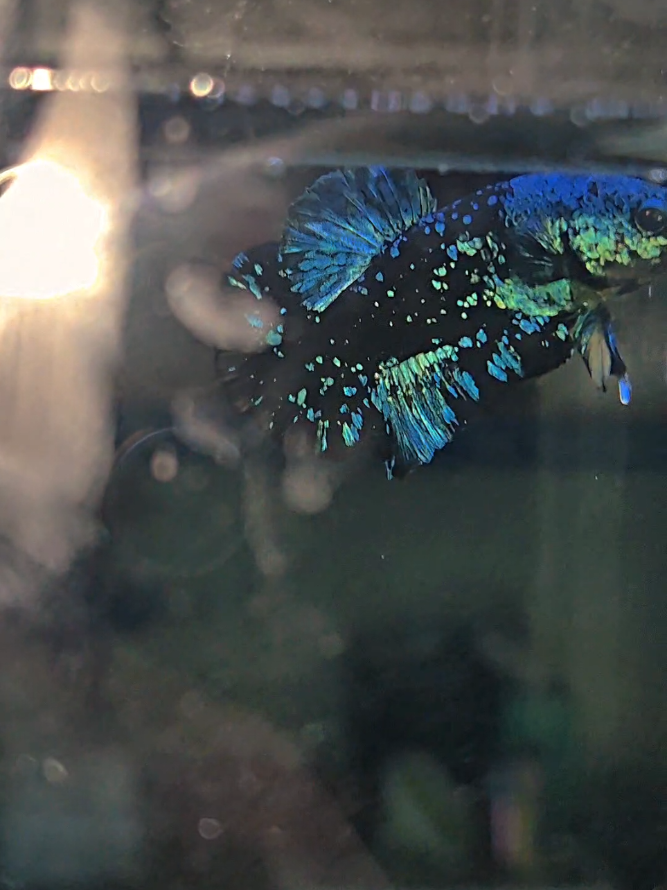 @Sakana Betta Batam