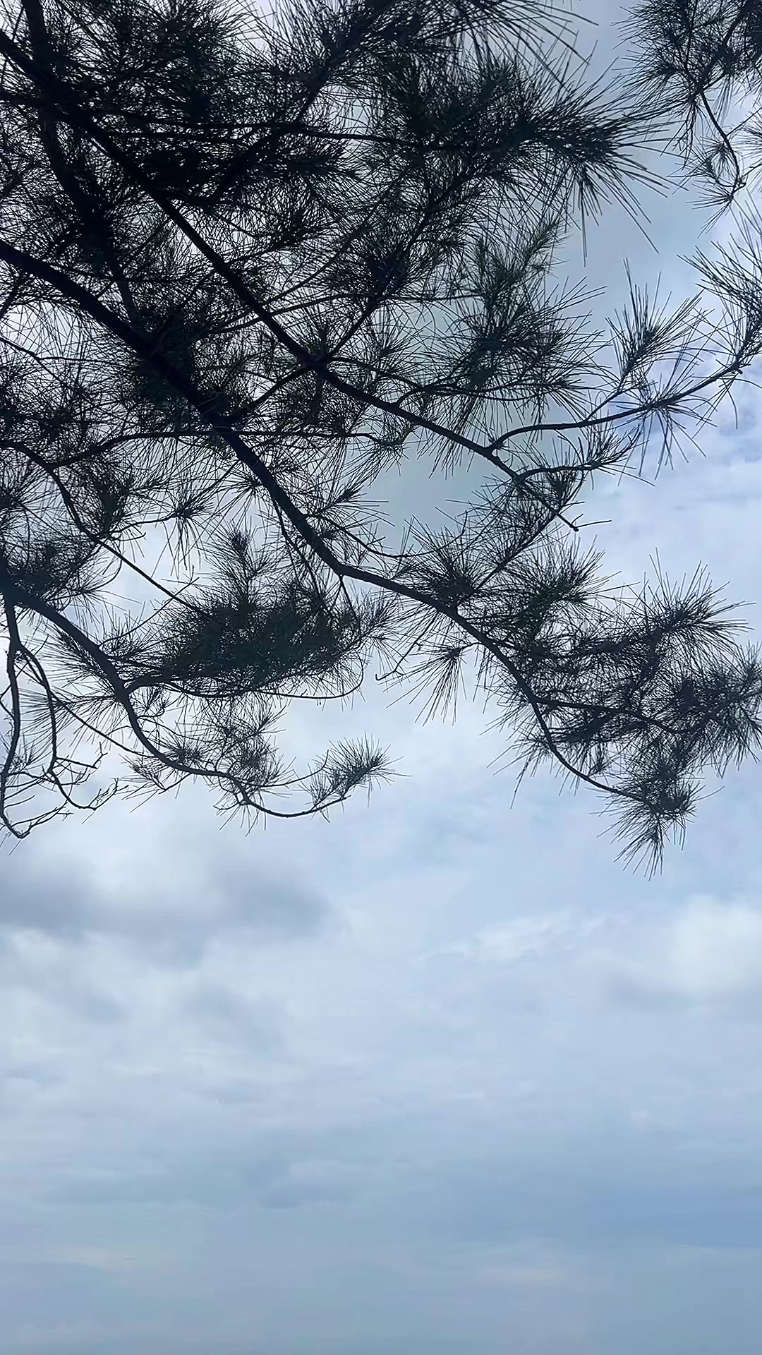 @Nông Trường olong Tằng Vĩnh An
