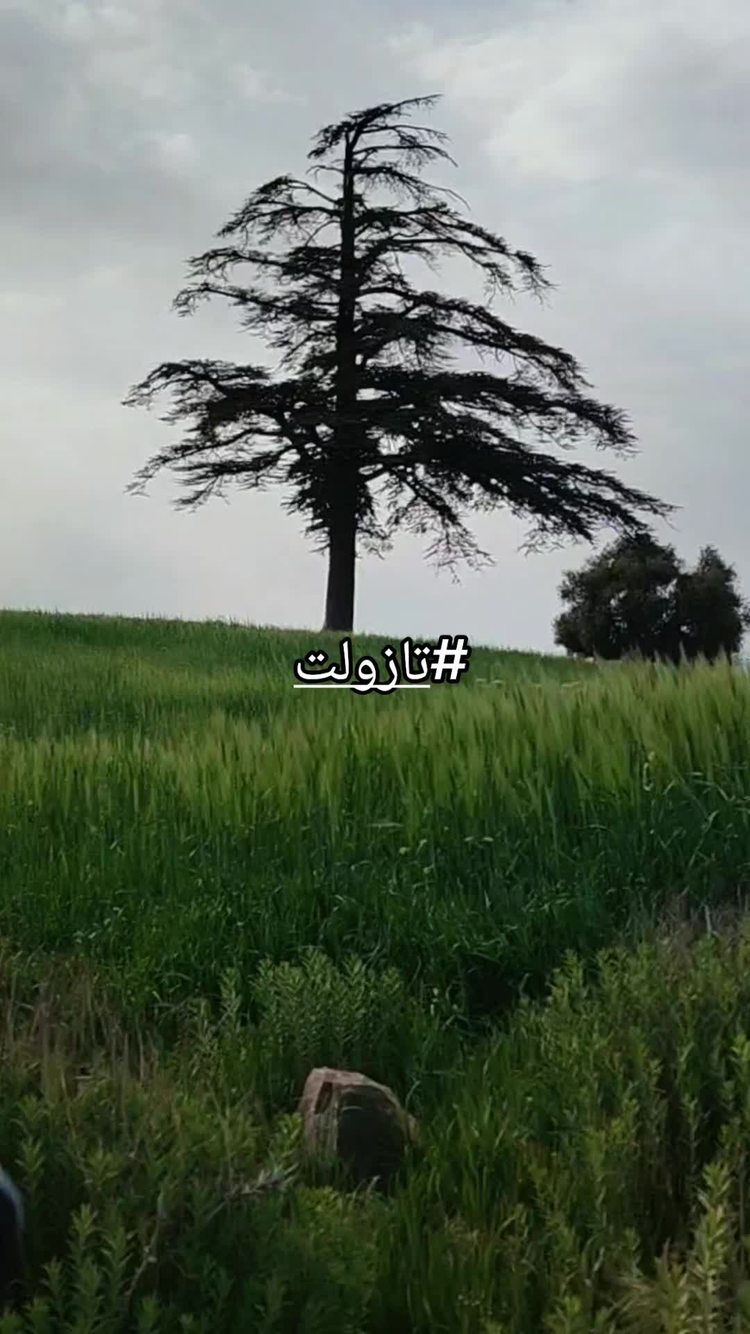 @mertouhdjomati