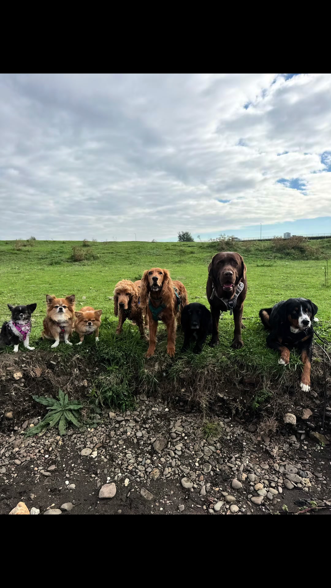 @DogWalk78