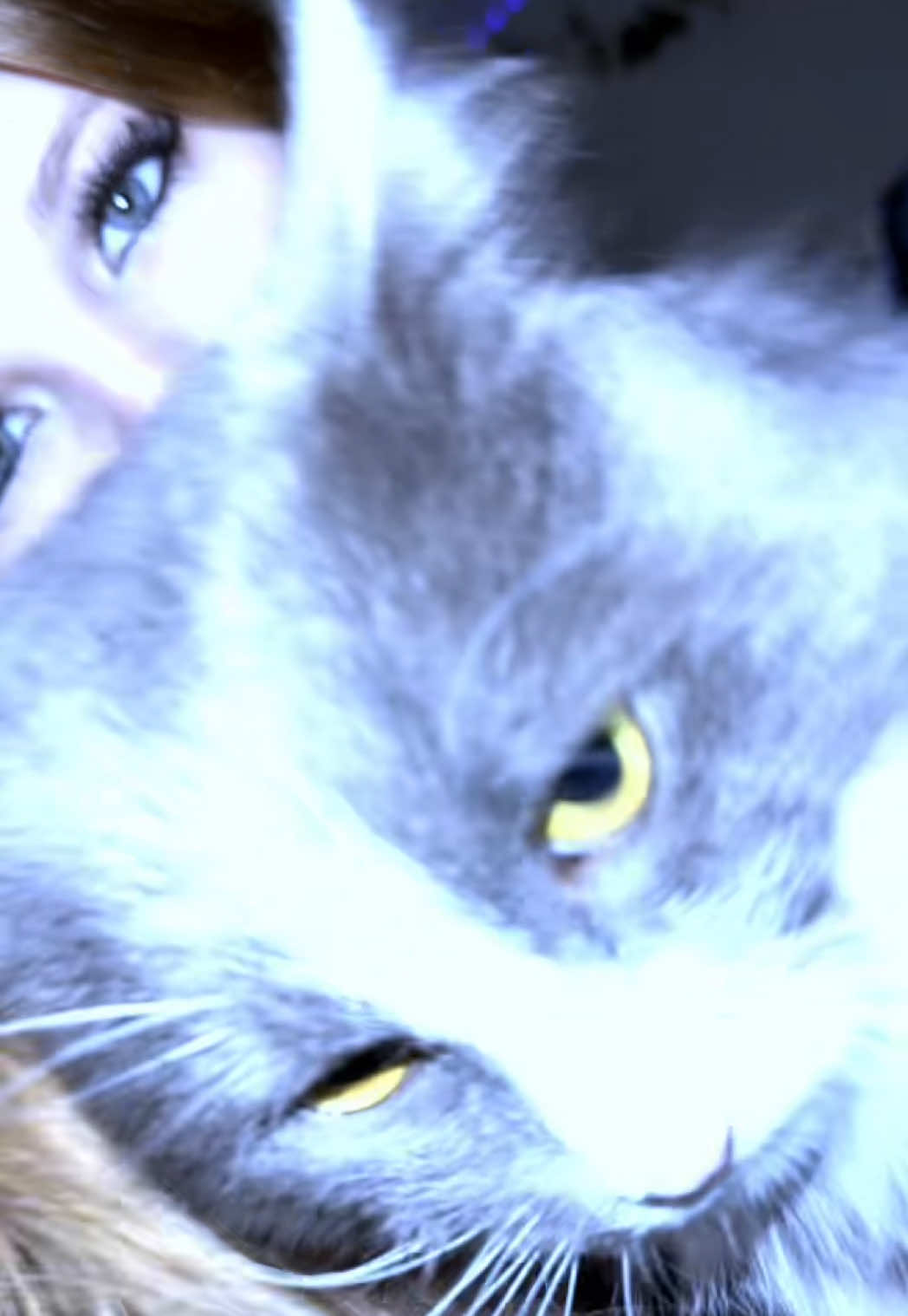 @кошка