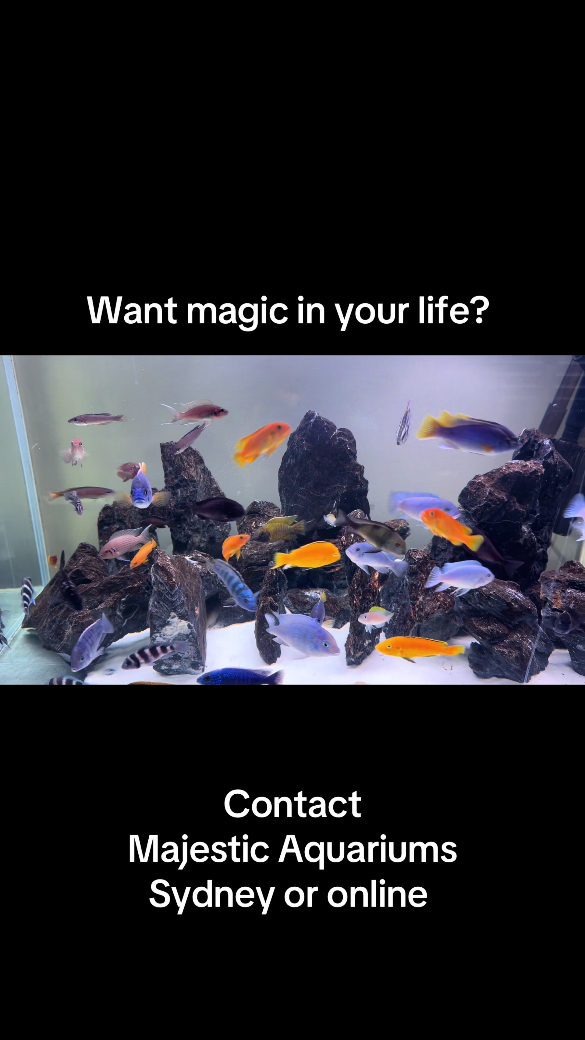 @Majestic Aquariums - Sydney