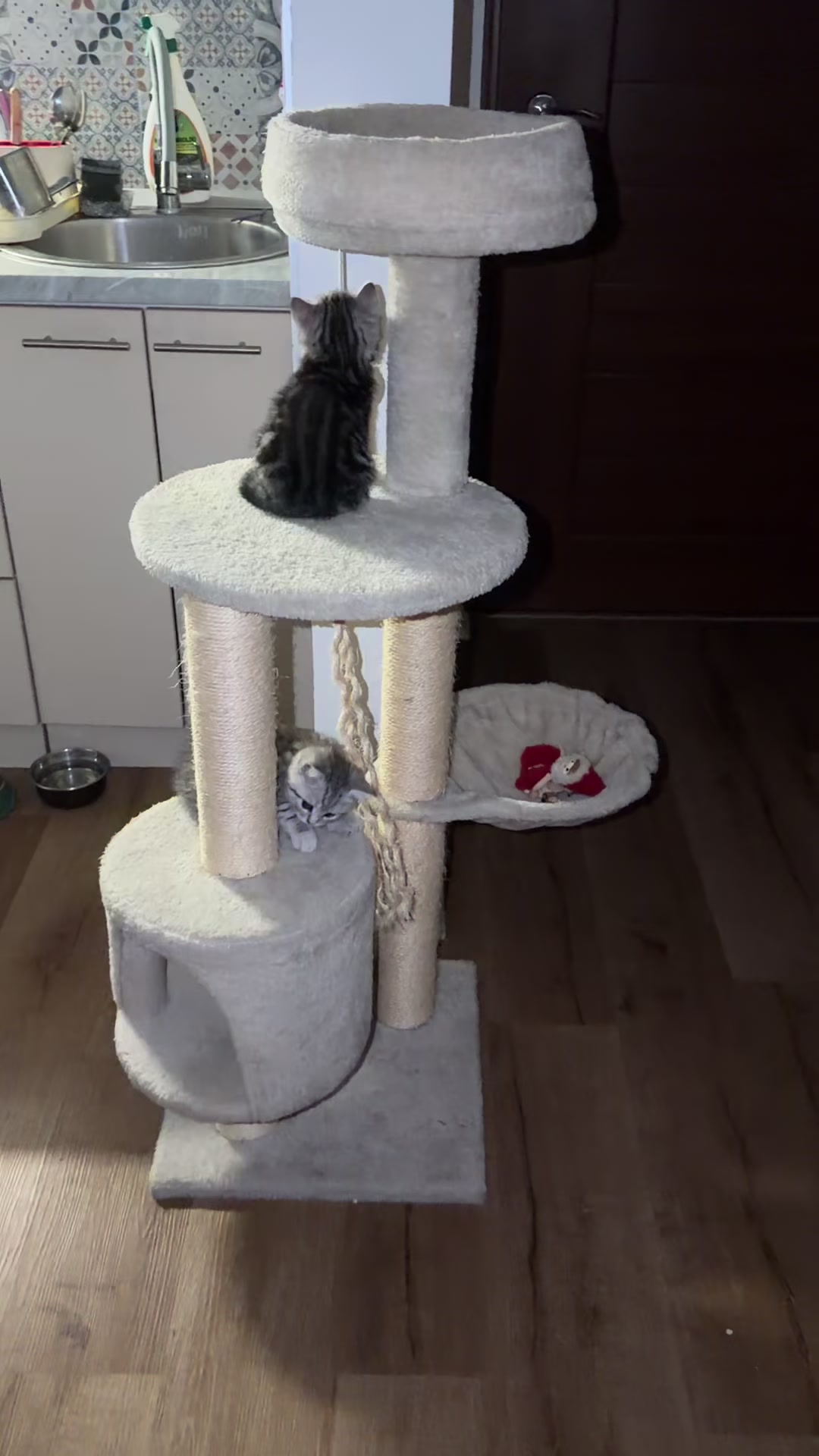@British Cat Frendi 🐈