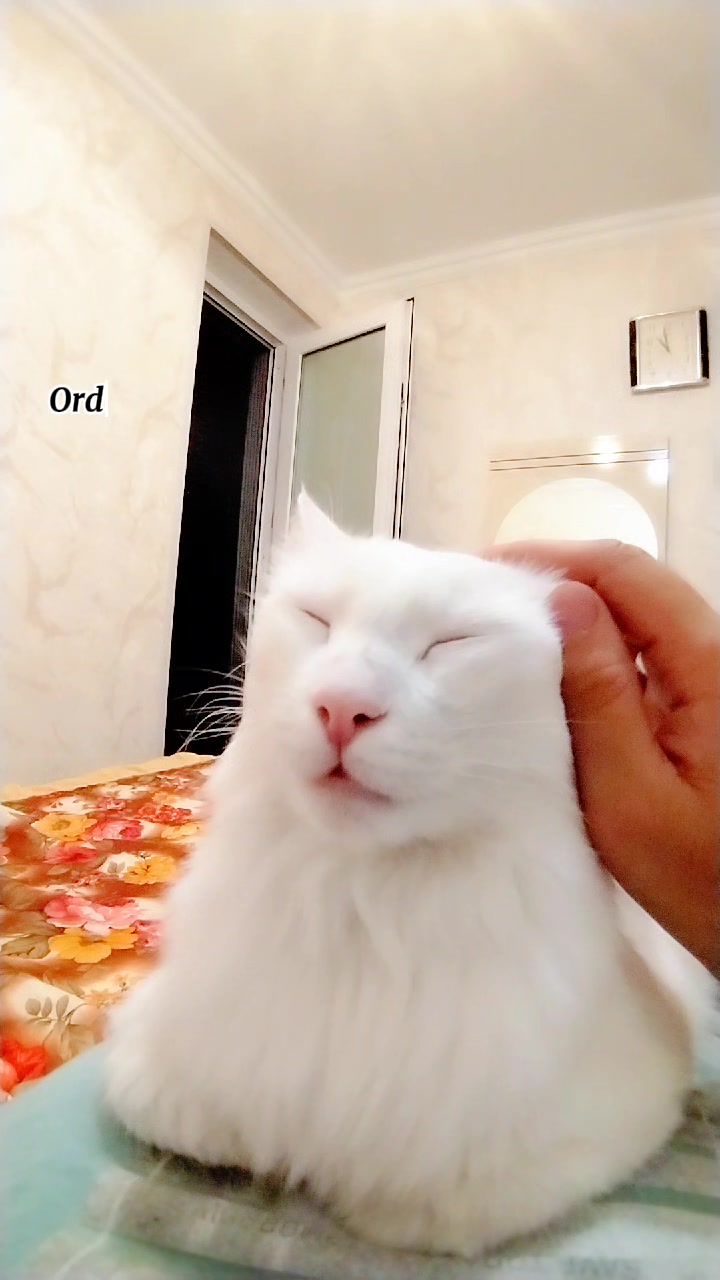 @Kedi_BULUT
