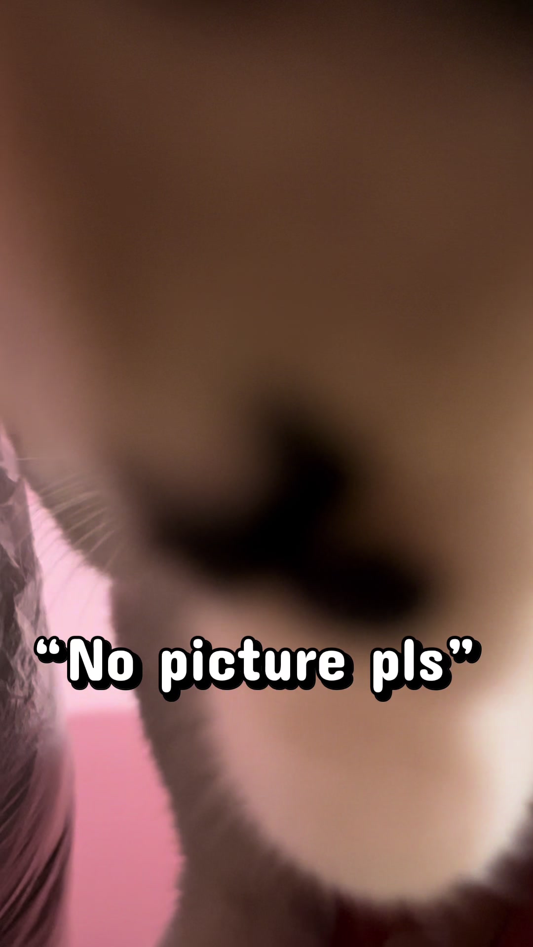 @Bunggok The Fat Cat