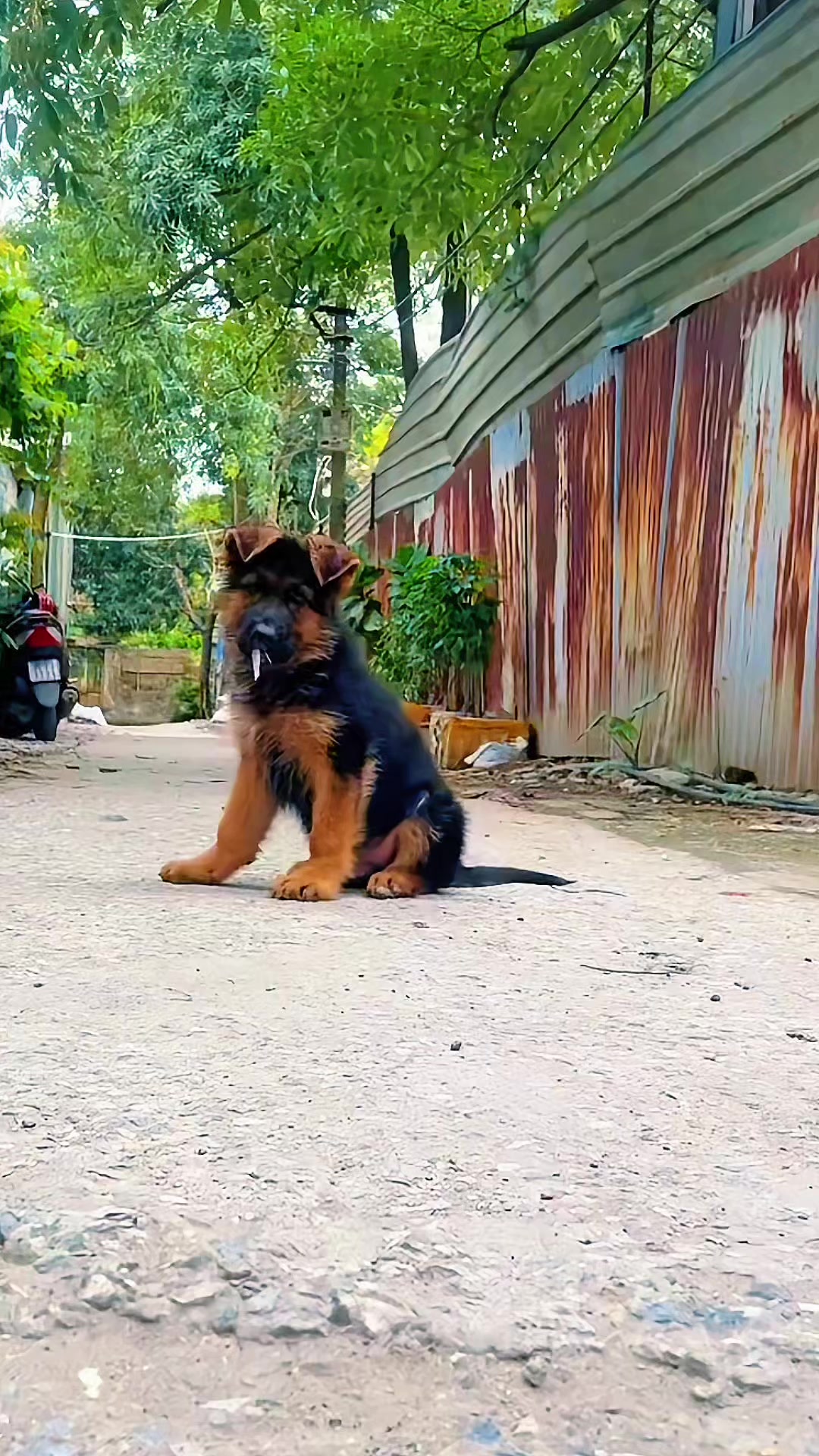 @Trại ch&oacute; Becgie ho&agrave;ng Minh