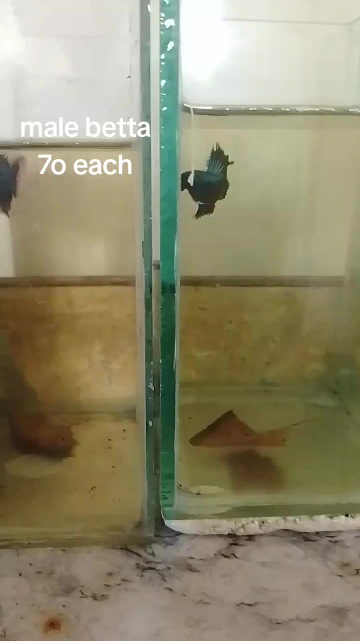 @H4rt