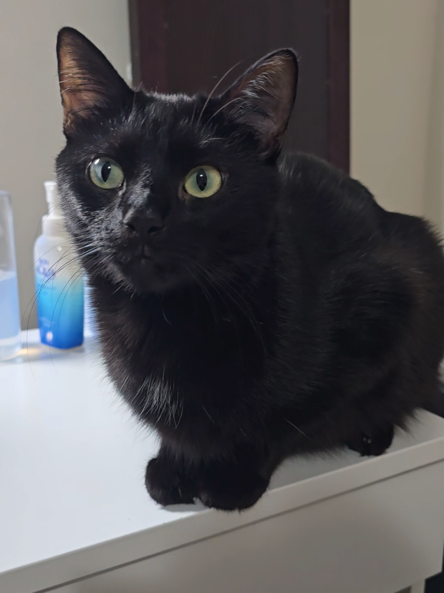 @Chuoru | Cats & Giggles