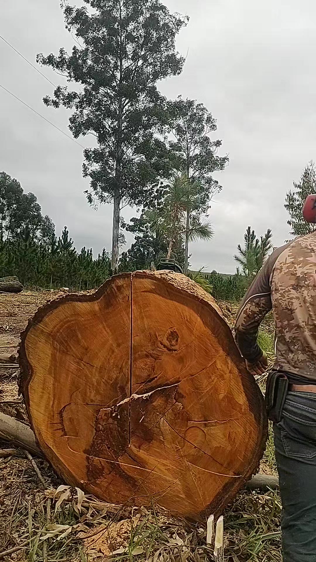 @Régis Neiva