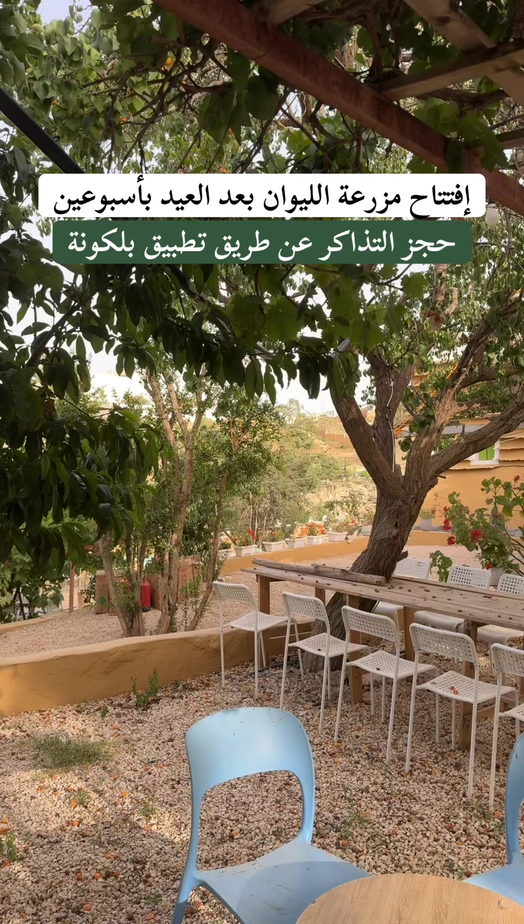 @محمد ال دواس - عسير