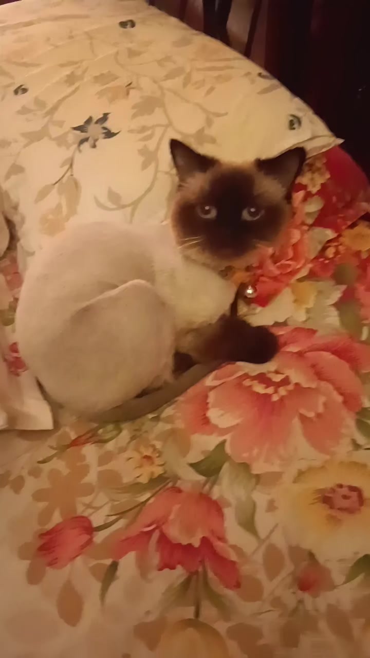 @Cat lover