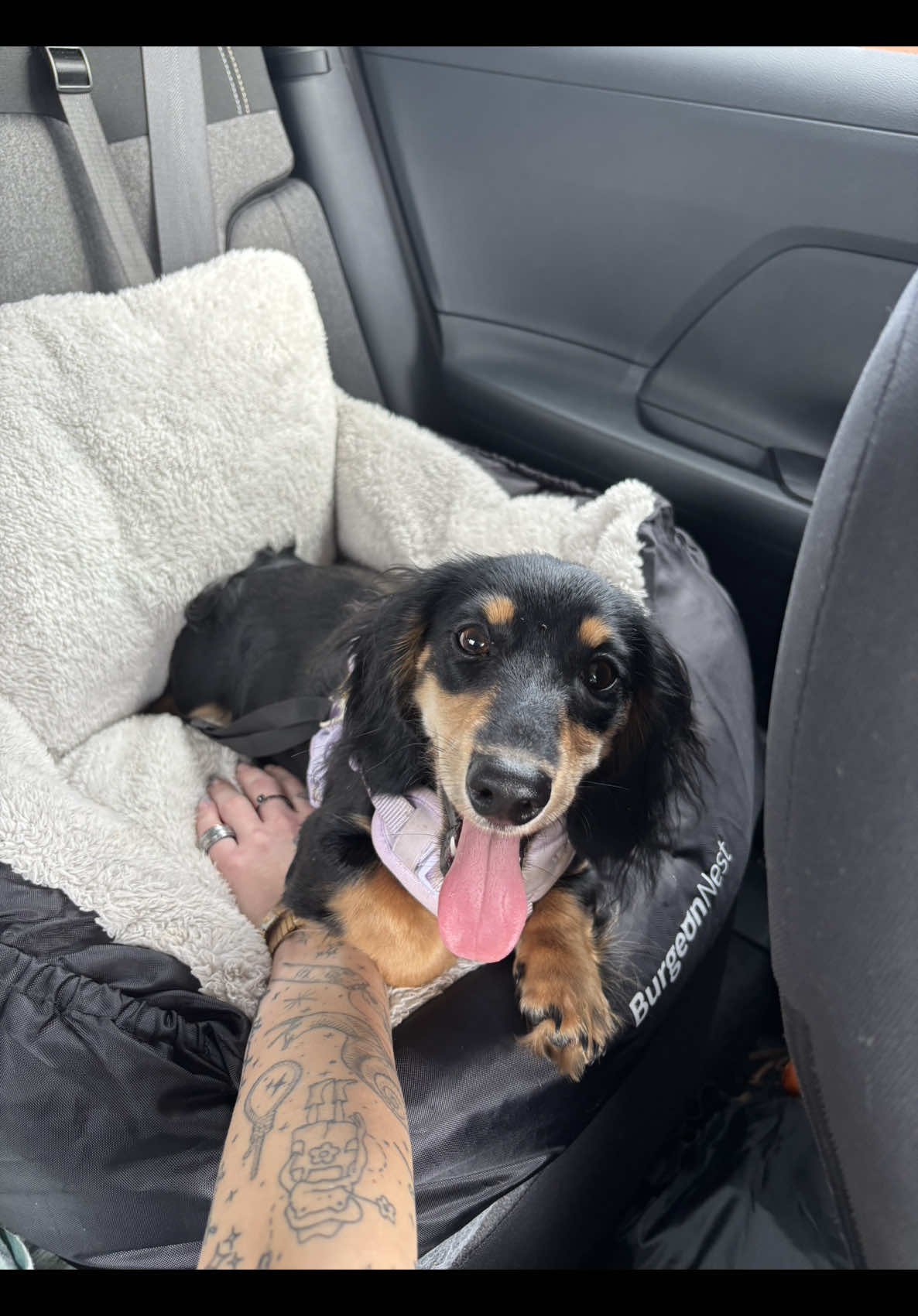 @Eppe | Mini Dachshund