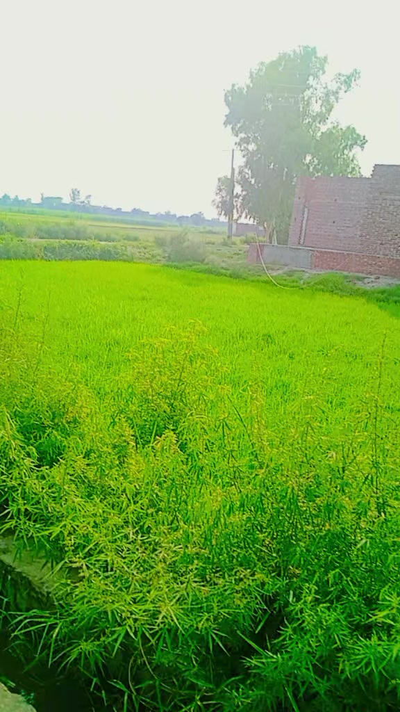 @Shah g