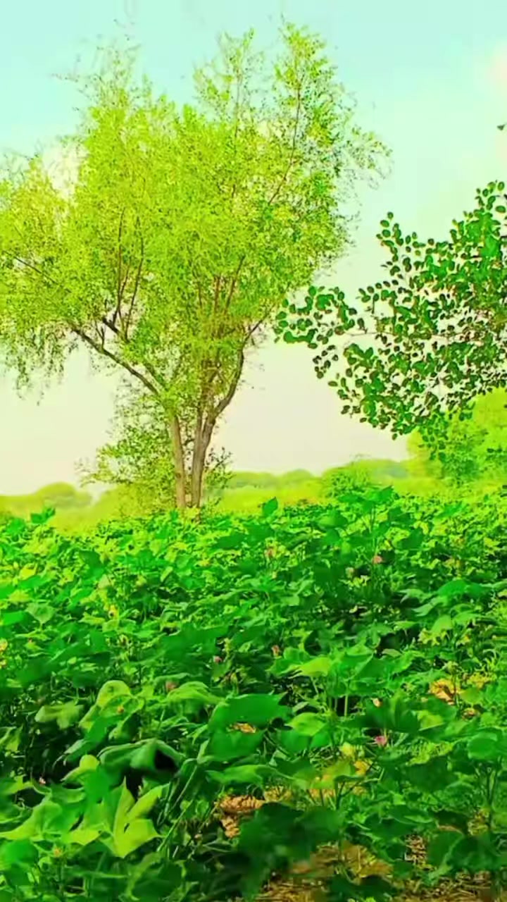 @╾━بلوچ عرباب 🥀🥀 قیصرانی