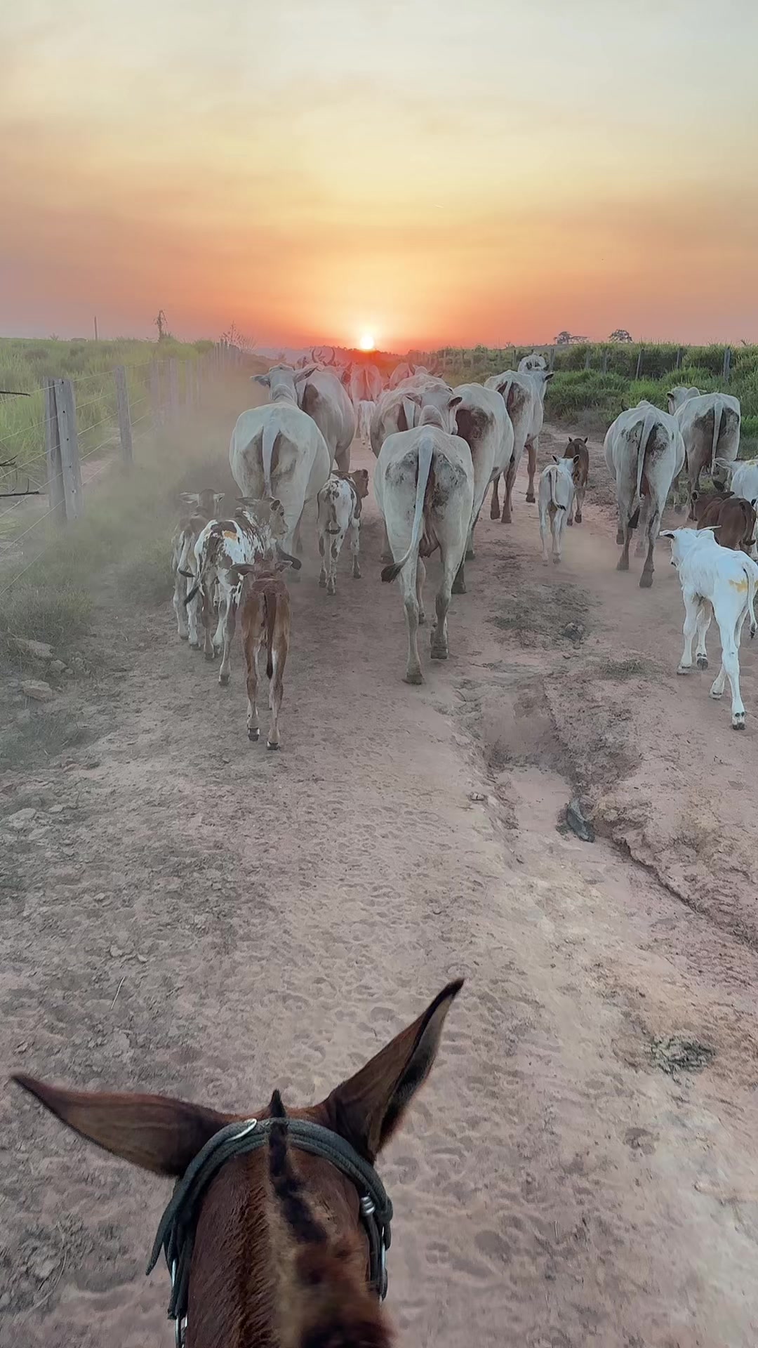 @vaqueirolendario