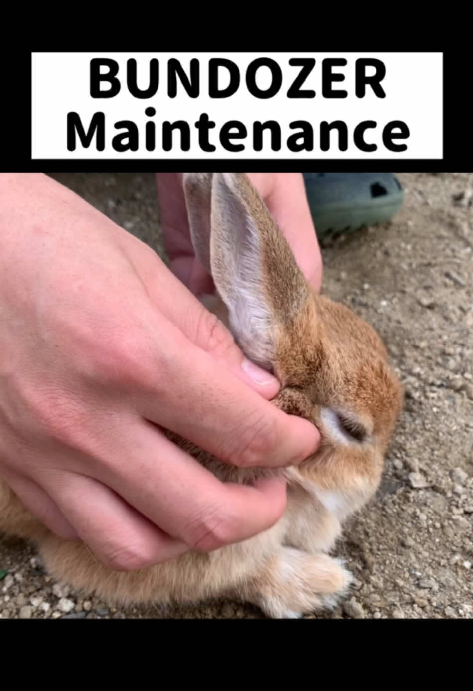 @rabbit man