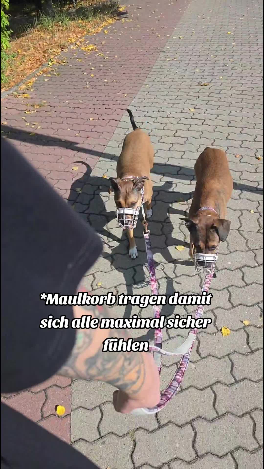 @Staffordshiremix Geschwister🐾