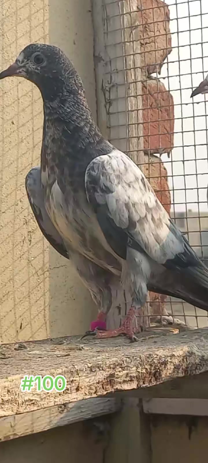 @Ranakasuripigeon