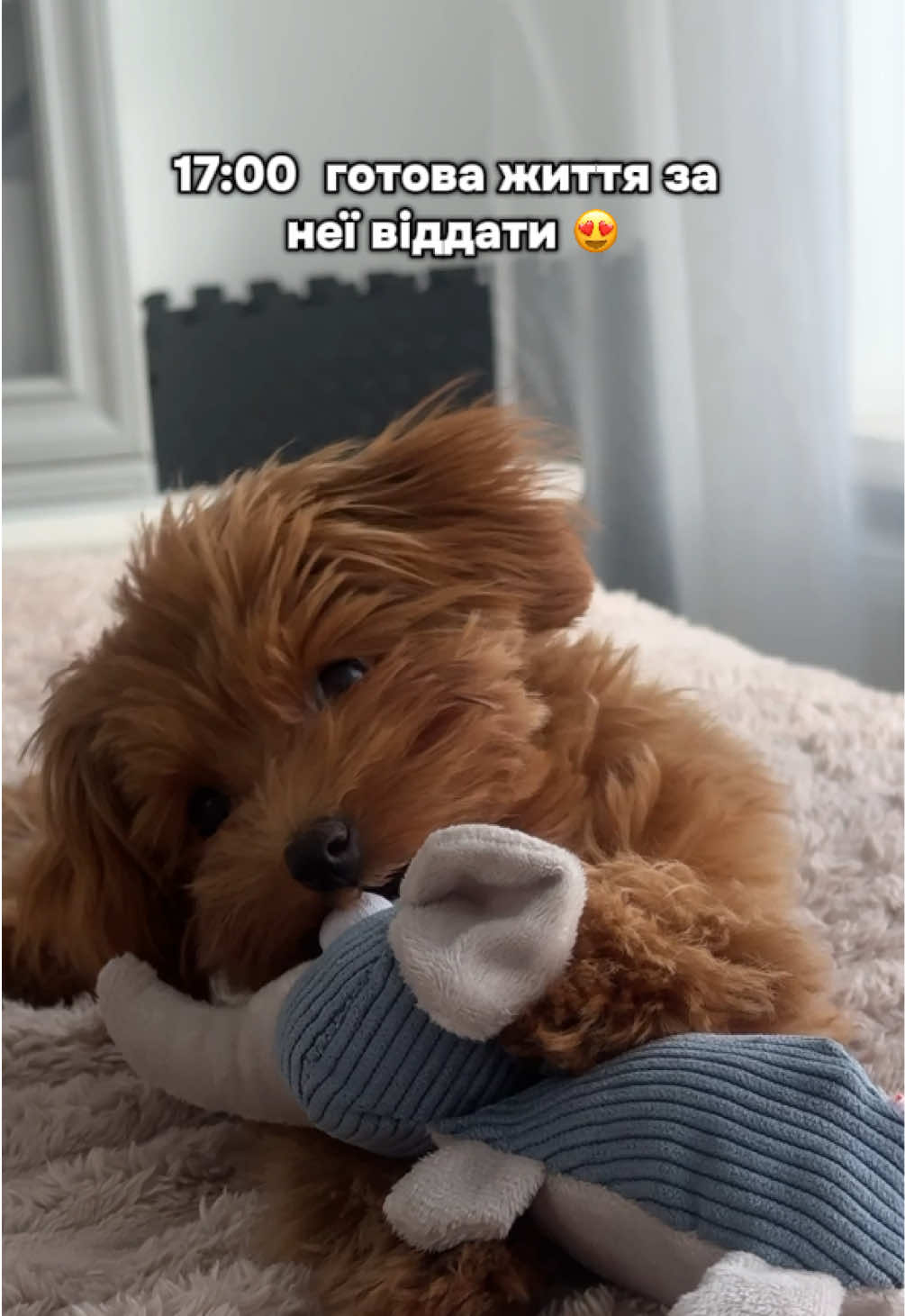 @Мальтипух Кіра