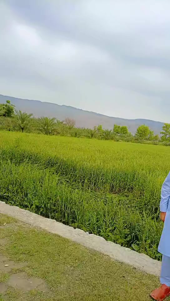 @Joiya Ustad 631