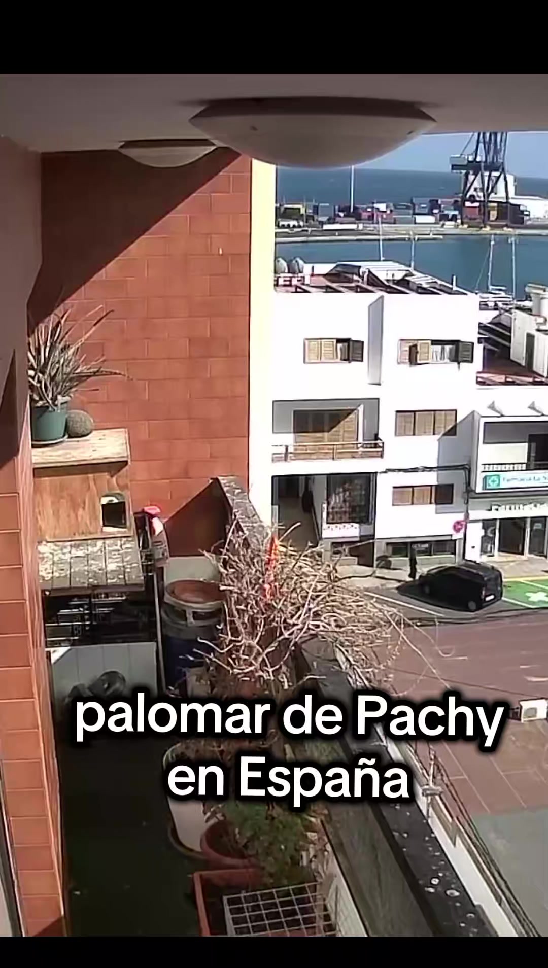 @Palomeando en Mexico