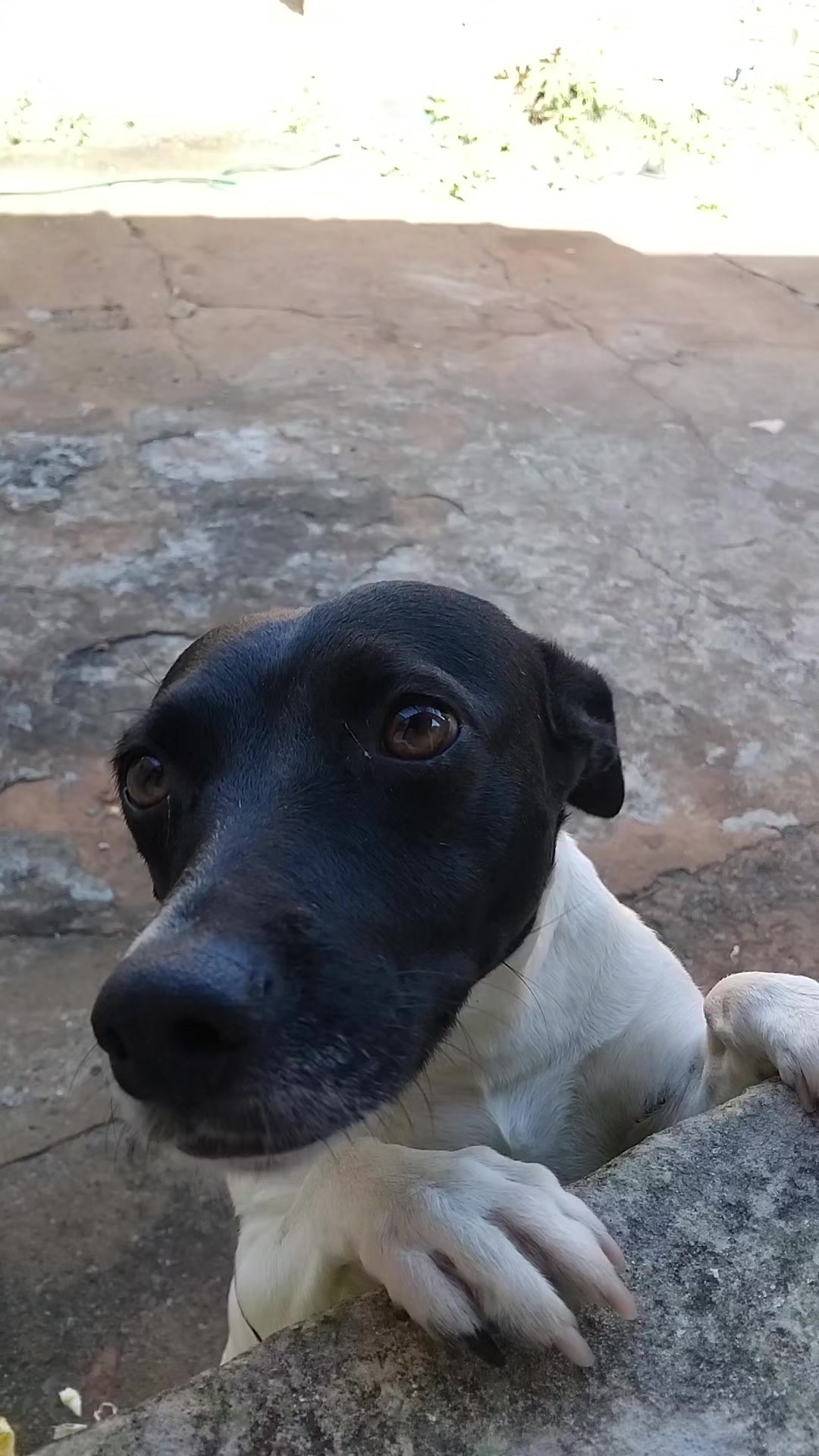 @Nubia Oficial
