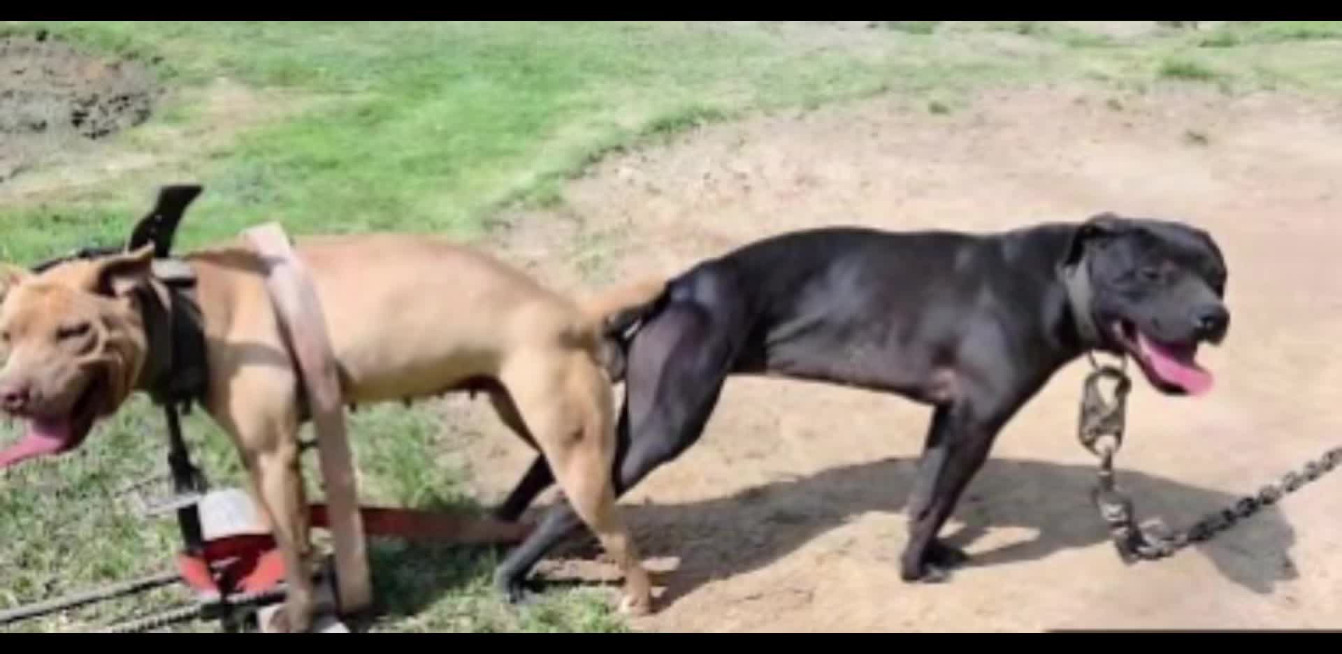 @Redboy Apbt Kennels