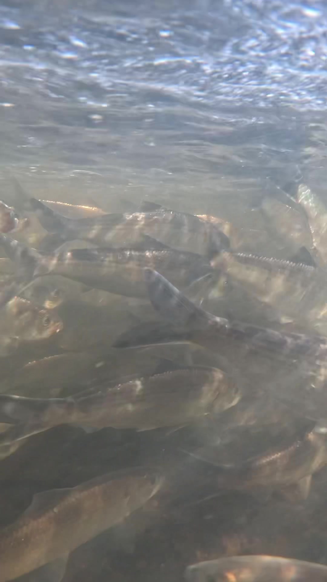 @sams.fishing_