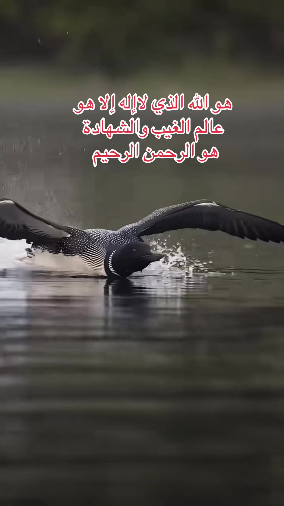 @تغطيات صقر_101