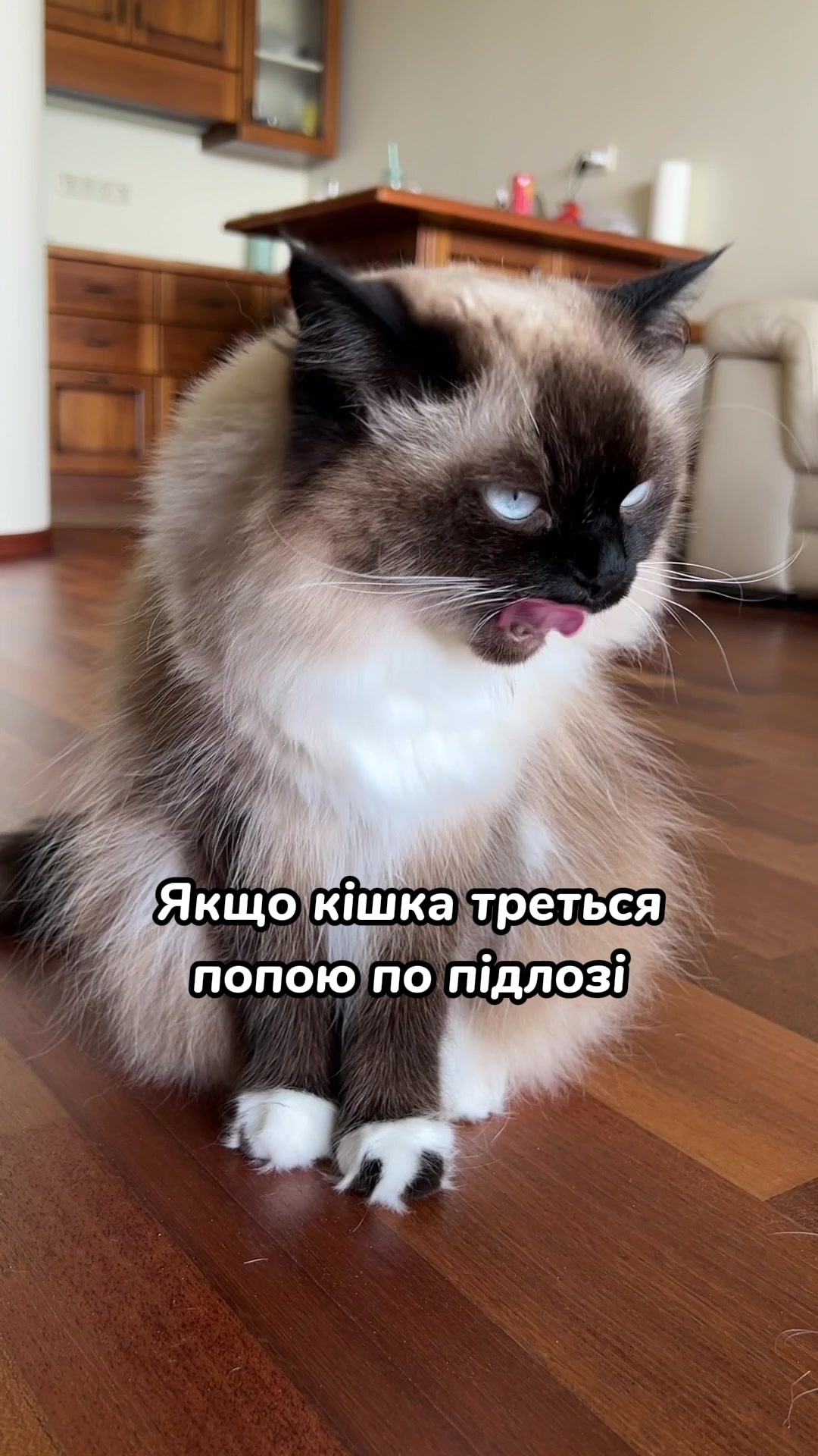 @Місс КІСЯ