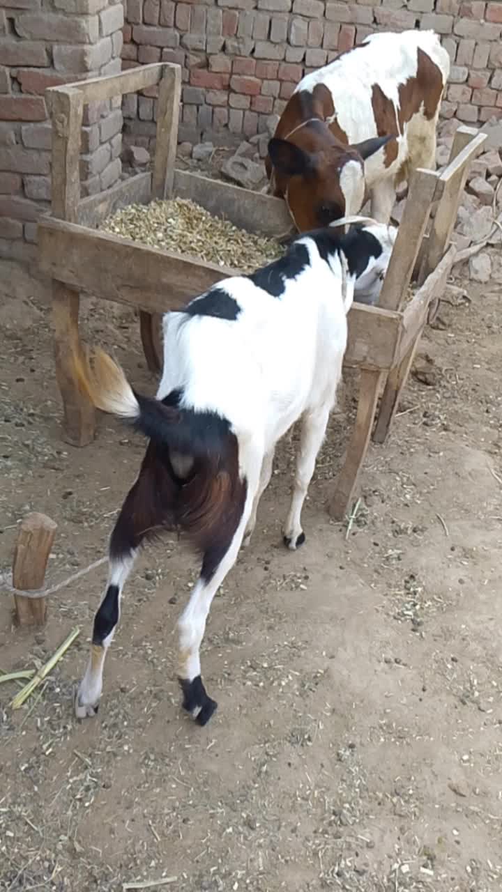 @Saqib
