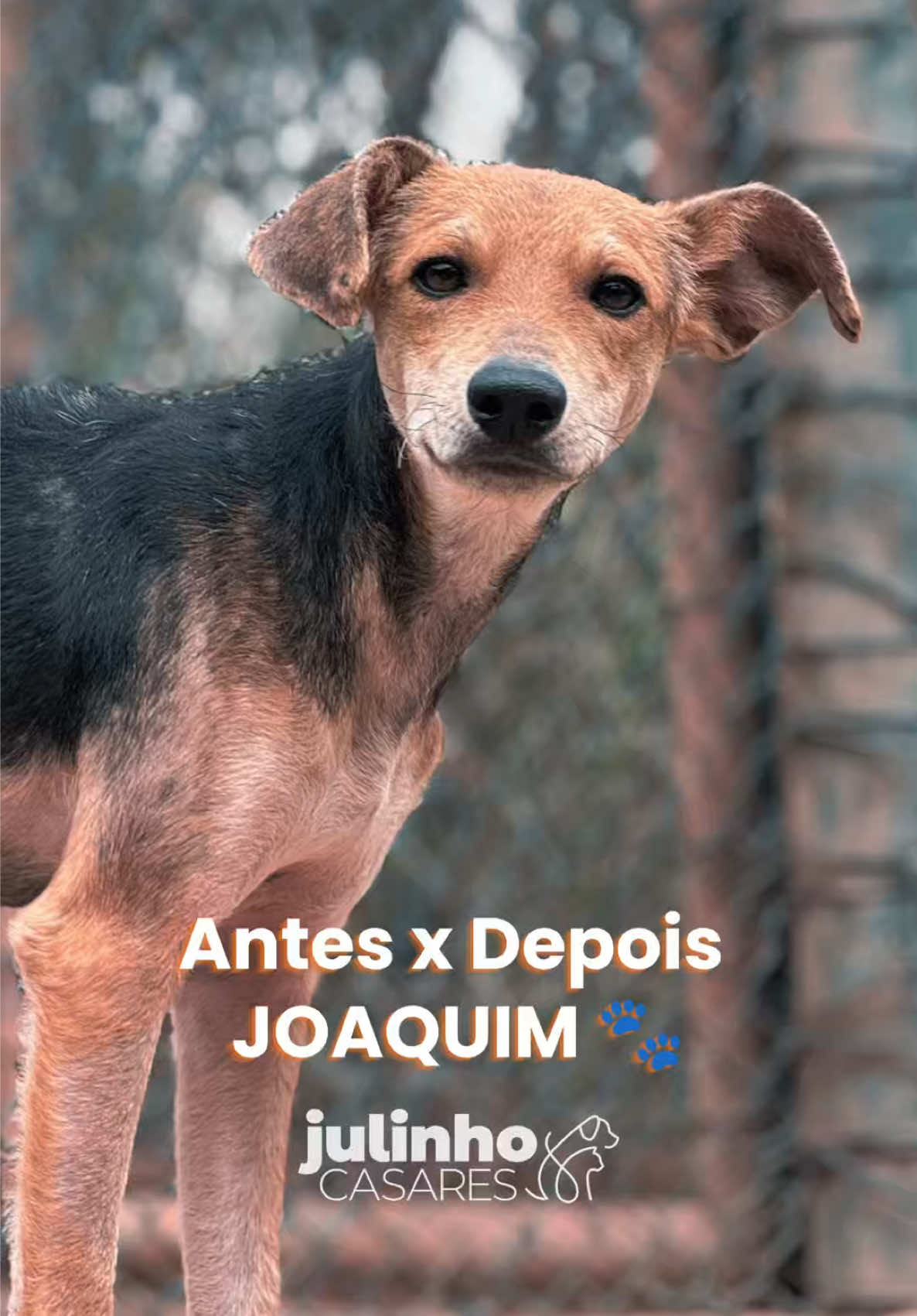 @julinhocasares