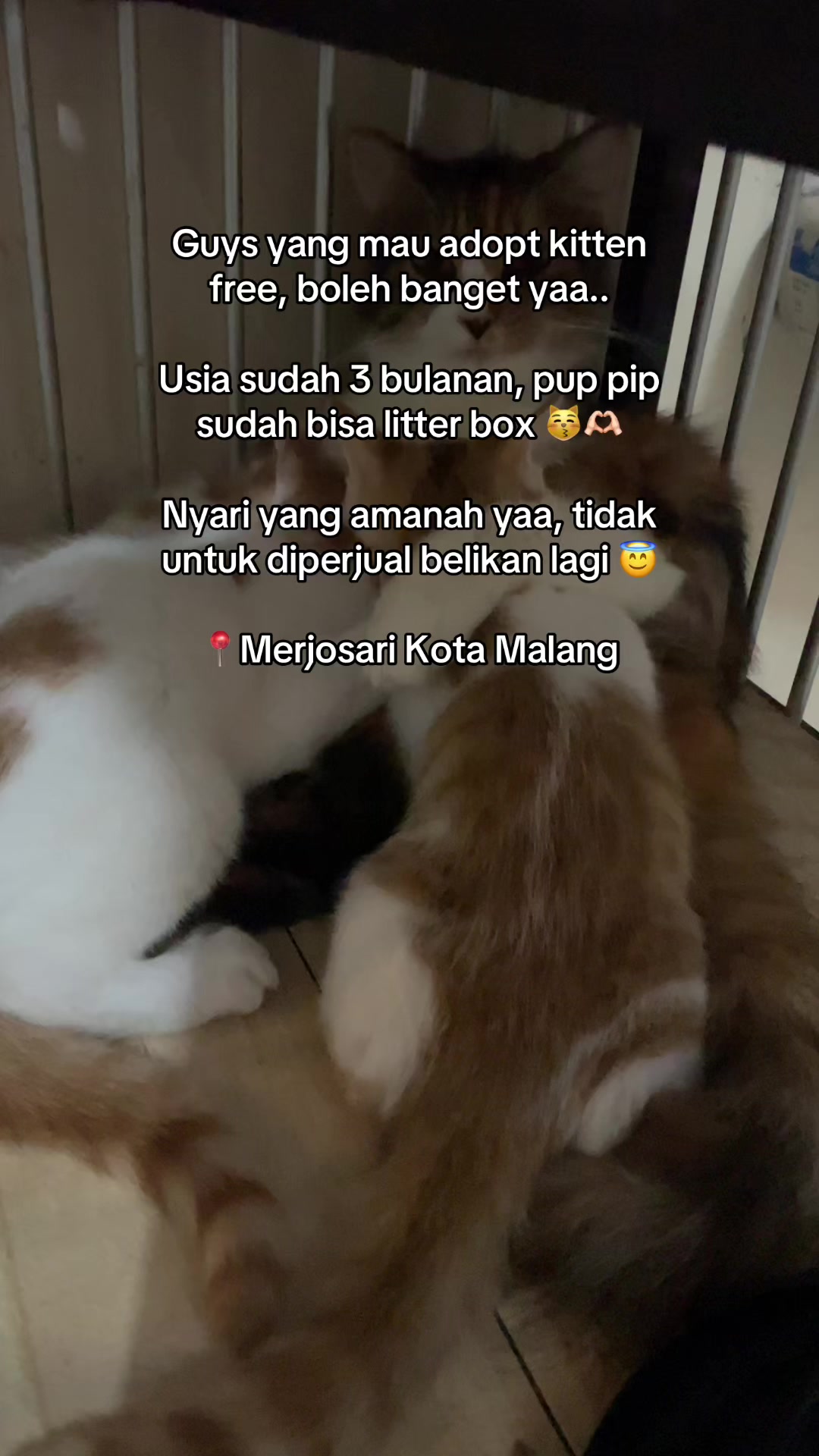 @biskuit&cimul