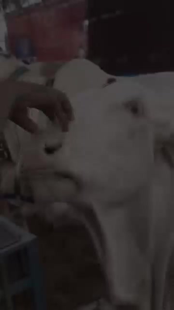 @𝙌𝙐𝙍𝙀𝙎𝙃𝙄🔥𝘾𝘼𝙏𝙏𝙇𝙀