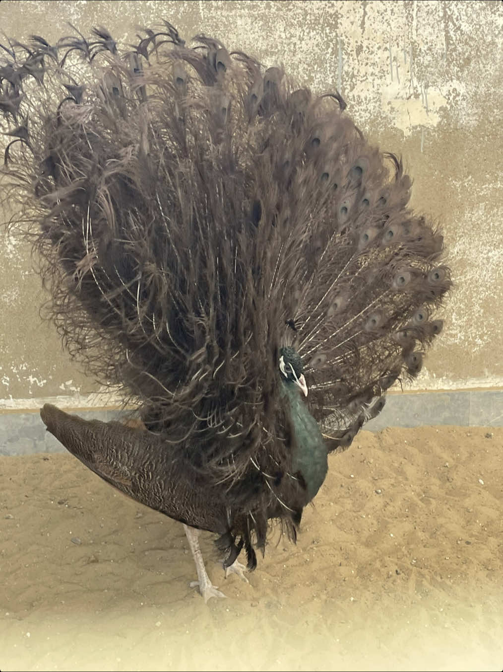 @AR Birds
