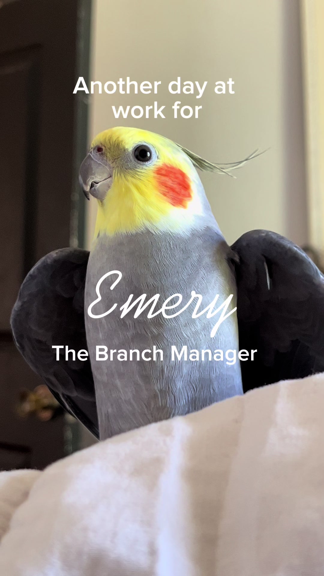 @Emery The Branch Manager