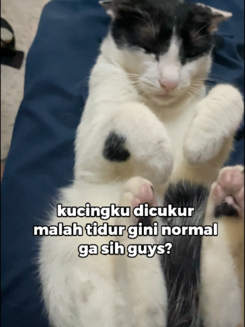 @Faunafella Care