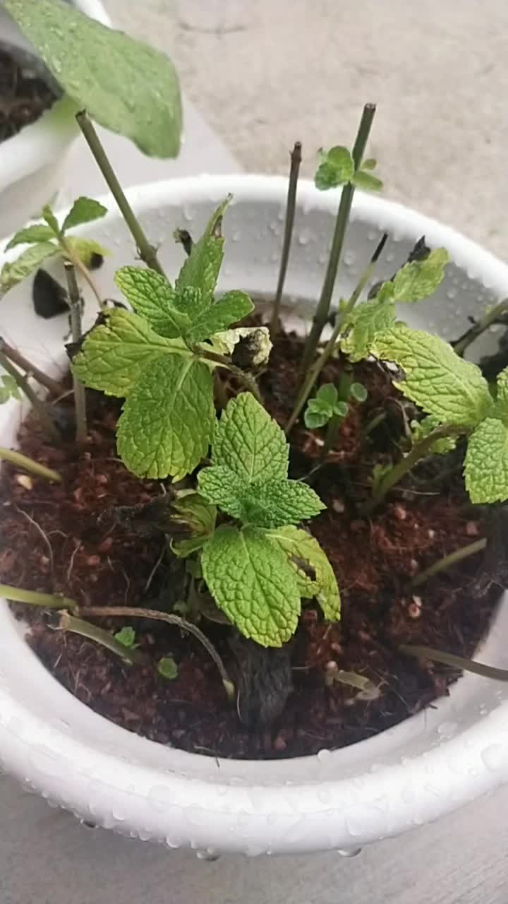 @Aziey Puterikedah