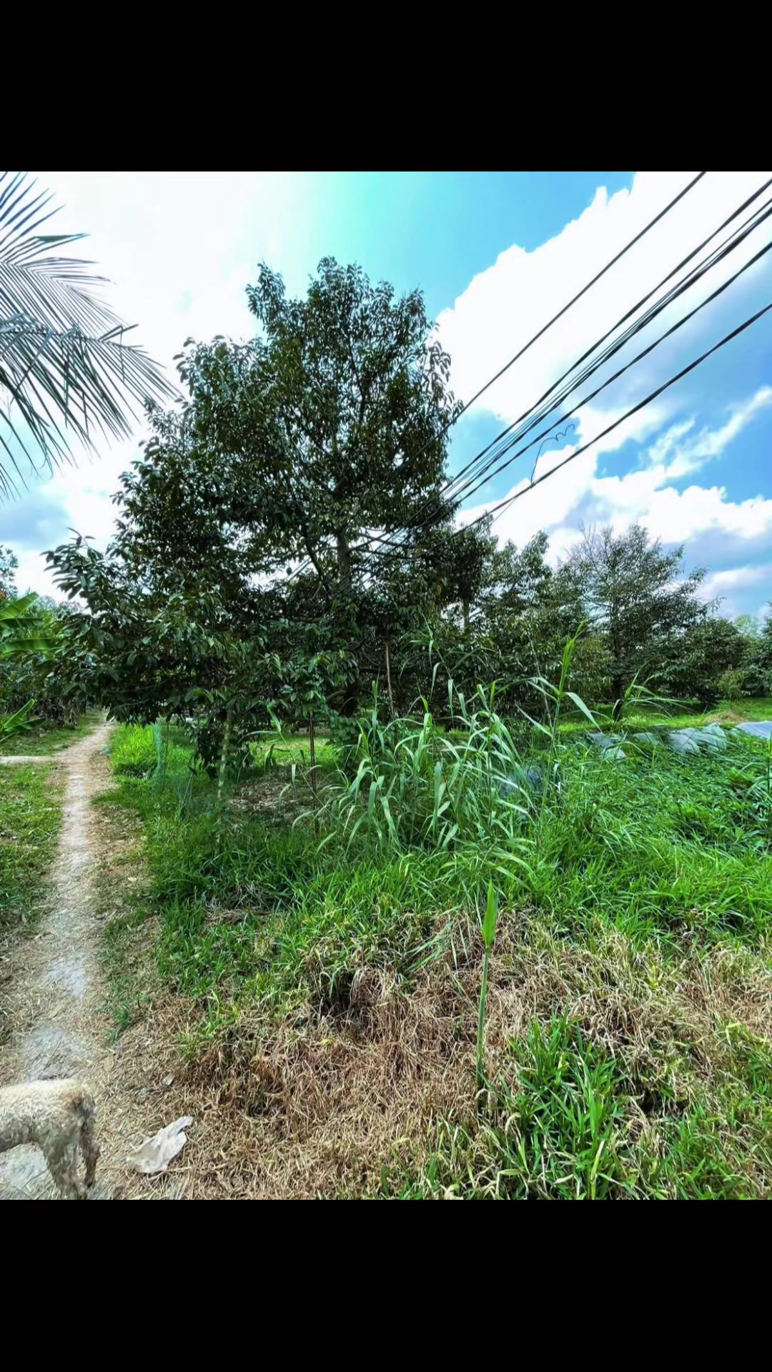 @Toàn Nhà cho thuê Cần Thơ