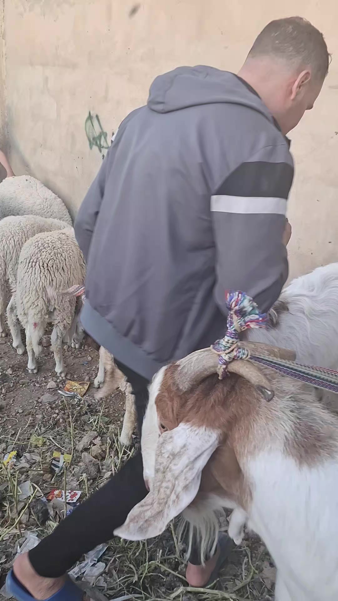 @تاقي البوشي