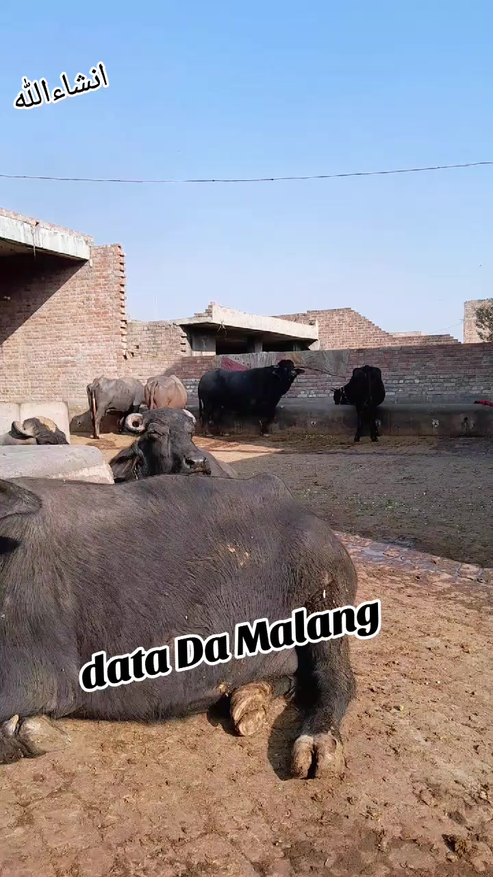 @Honey singh('gujjar')