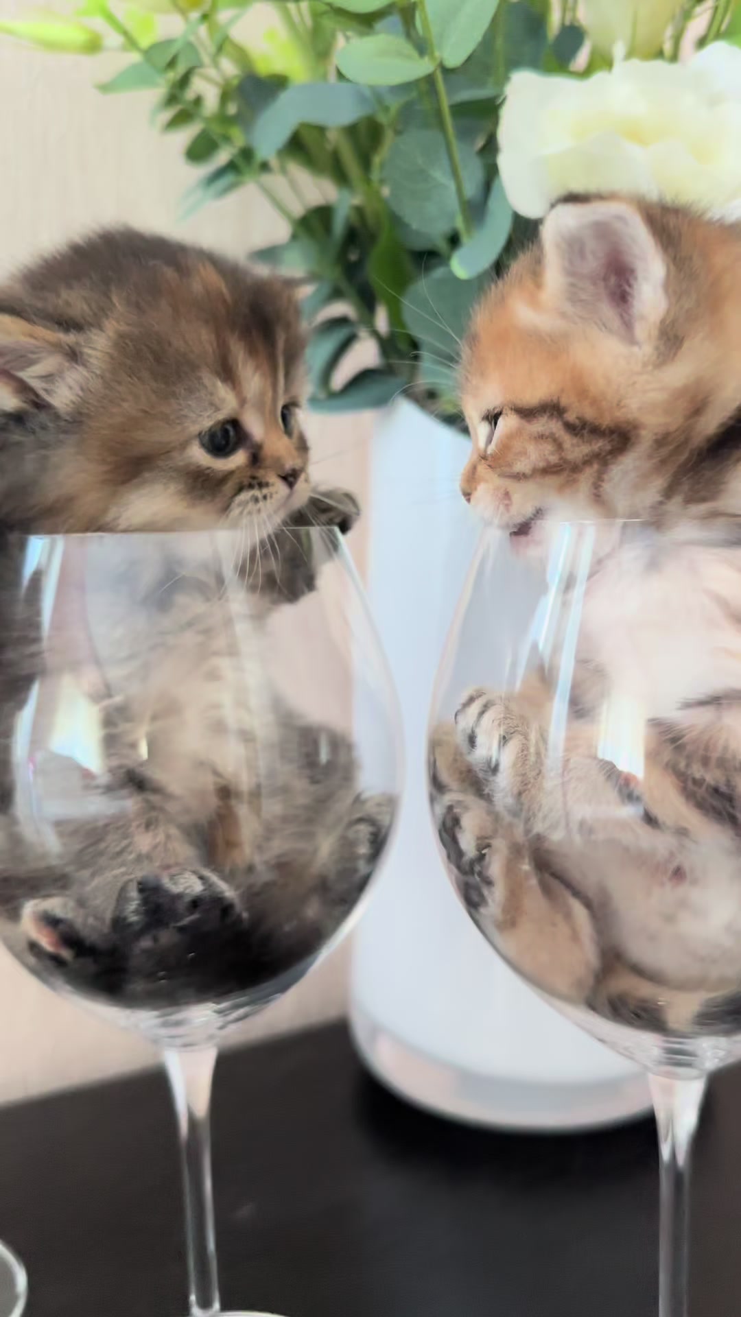 @cat.sheri.kittens