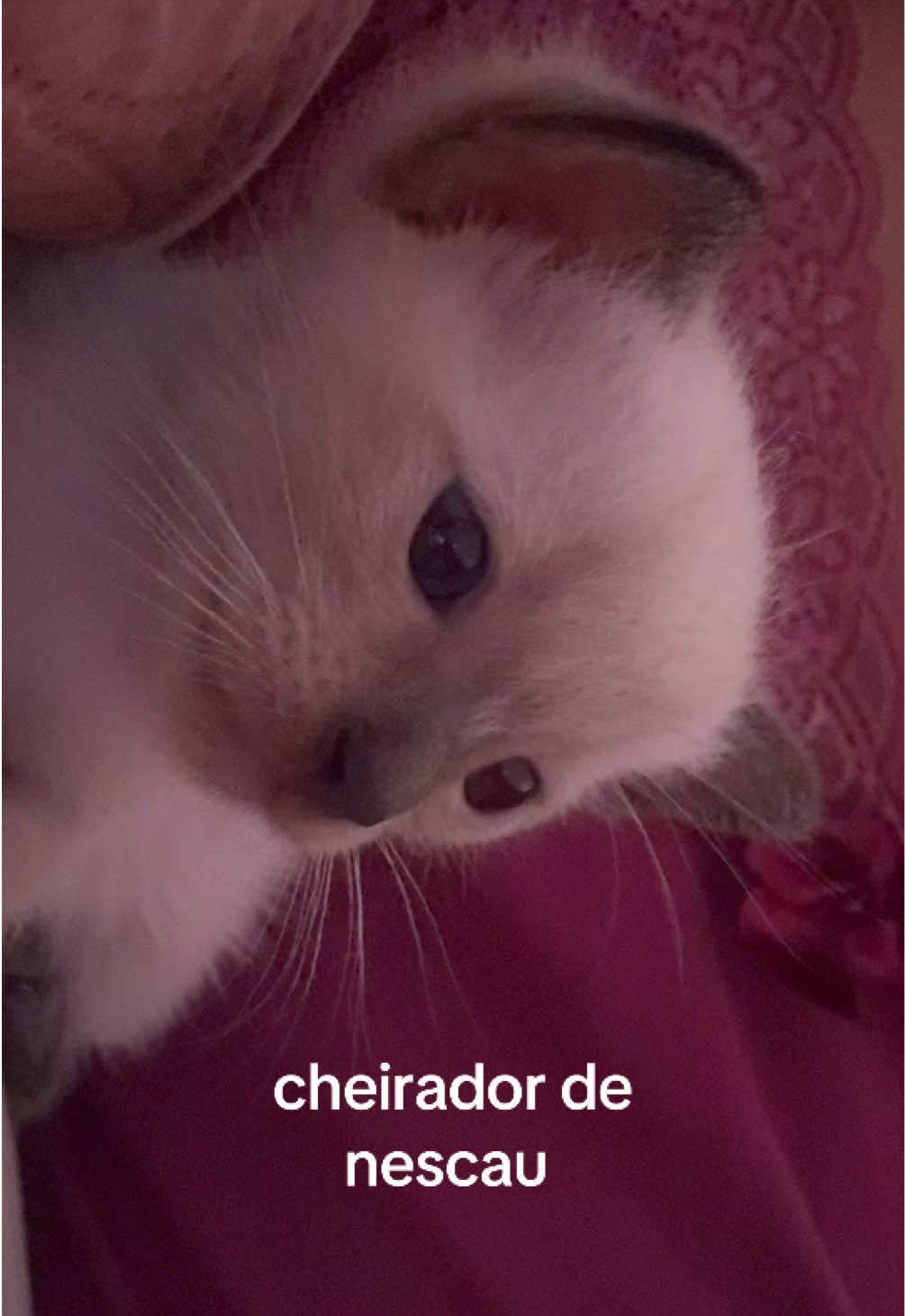 @gabi cynkler