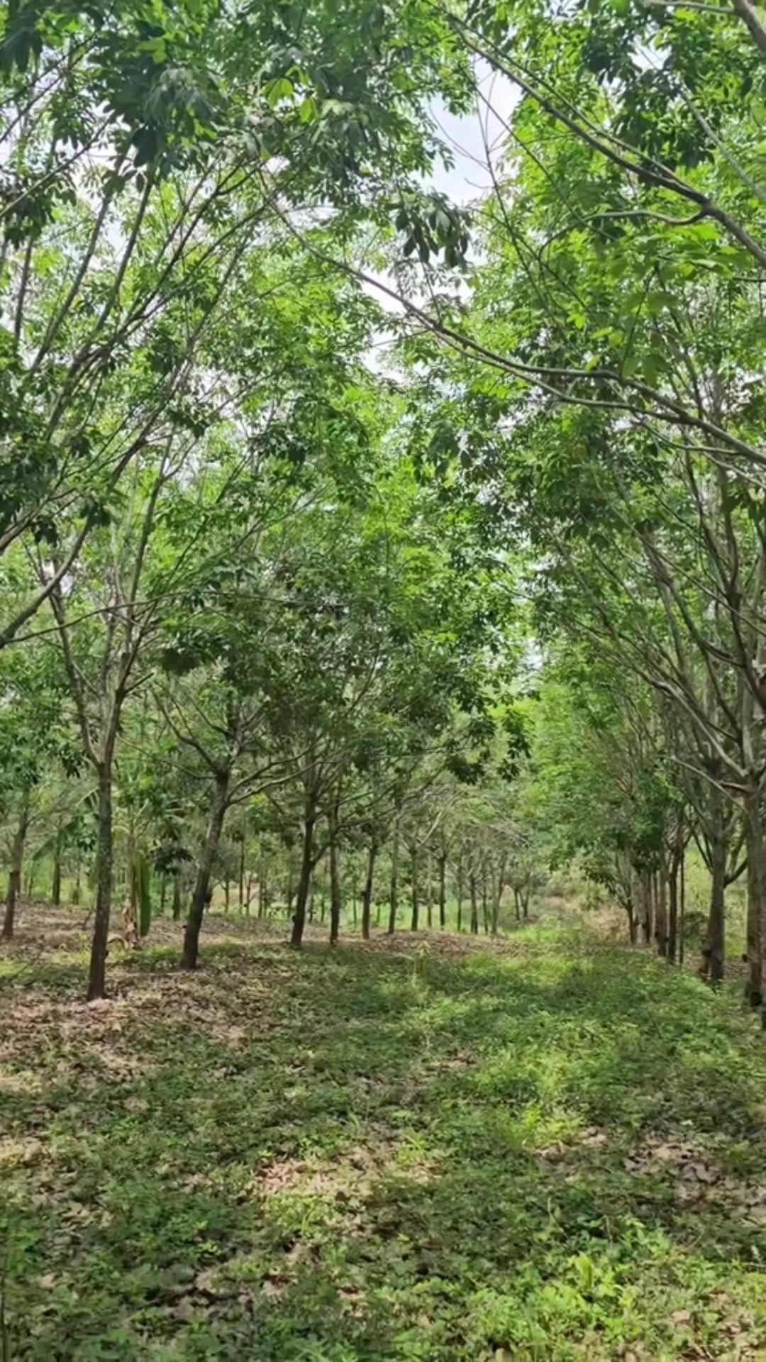 @นัดดาชอป