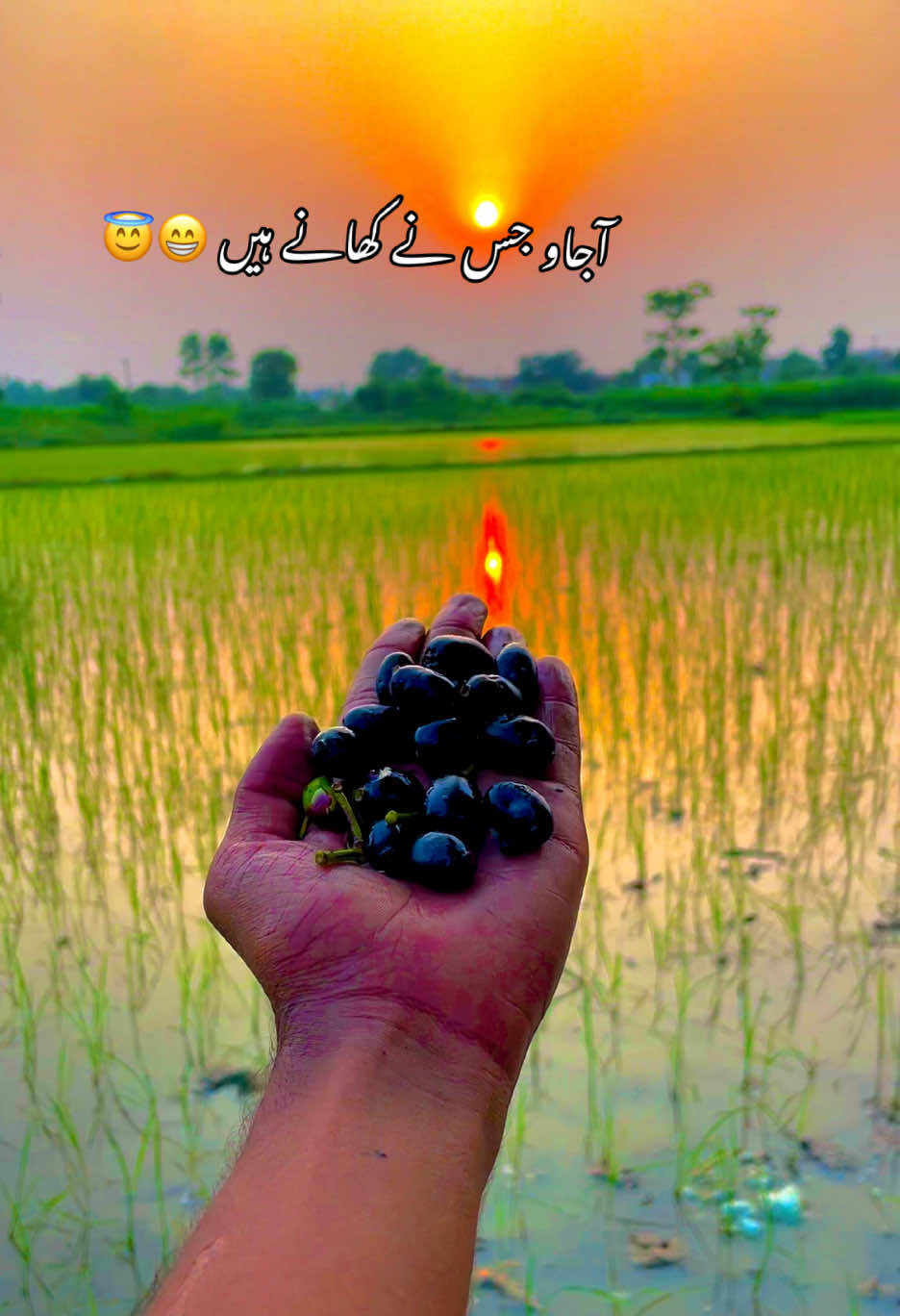 @🌱اویس میئو😎